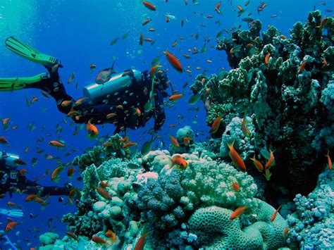 Arrecifes de coral en México para bucear y hacer snorkel ...