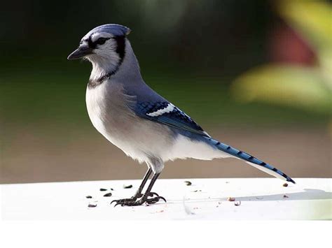 Arrendajo azul :Todo lo que debes saber de esta ave