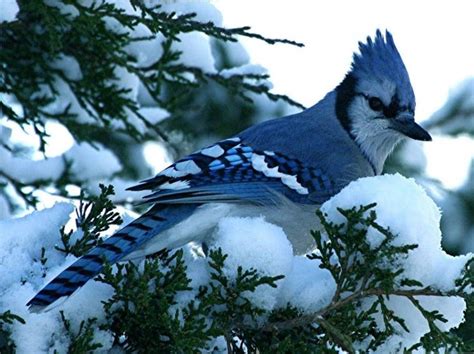 Arrendajo azul :Todo lo que debes saber de esta ave