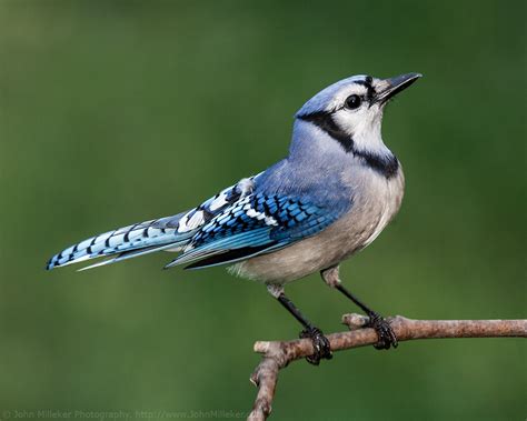 Art Lander s Outdoors: Some facts about the Blue Jay, the ...