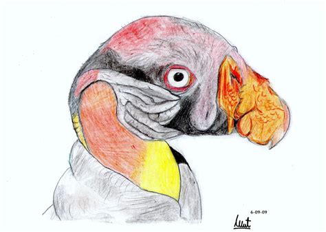 Arte Nadsat: Dibujo con lápices de colores   Buitre Real
