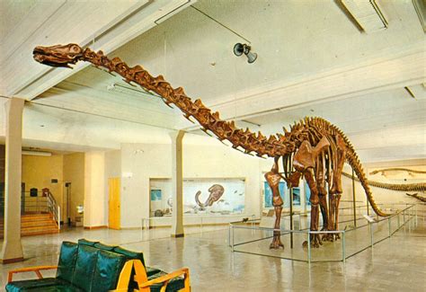 Articulated Wooden Sauropod