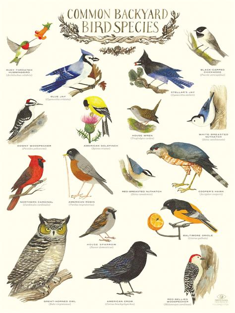 Artist: Sudyka / Common Backyard Bird Species Infographic ...