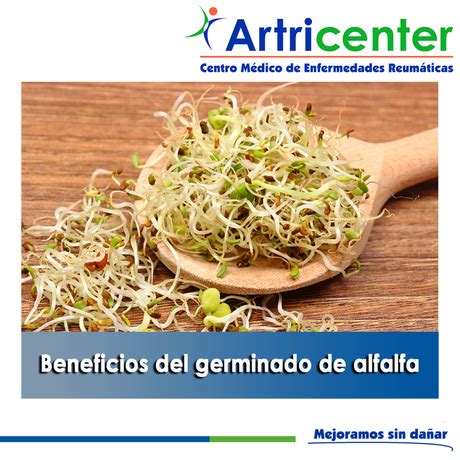 Artricenter: Beneficios del germinado de alfalfa   Paperblog
