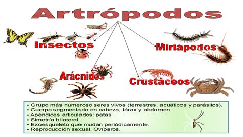 Artrópodos ~ Con CIENCIA