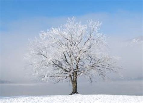 Árvores do inverno 2 | Baixar fotos gratuitas