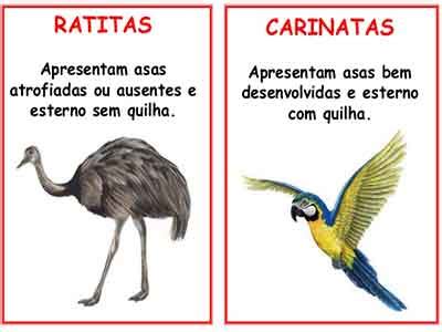 As Aves   Características, classificação, evolução, fisiologia