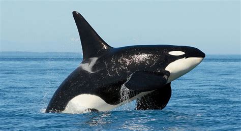 As baleias Orcas podem possuir as respostas sobre a ...