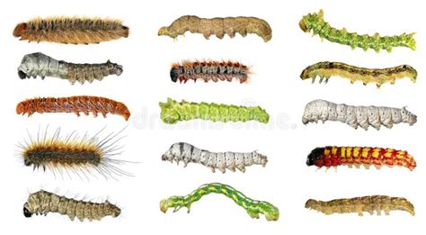 As Larvas De Inseto  lagartas  Ajustaram se Foto de Stock ...