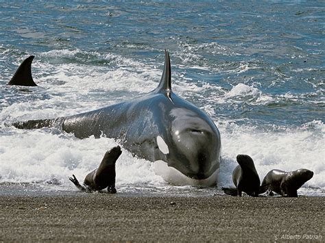 As Orcas   iGUi Ecologia