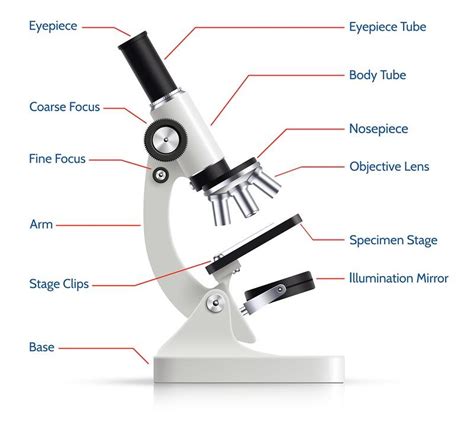 As partes do microscópio óptico e suas funções ...