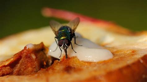 ¡Asco! Esto es lo que le sucede a tu comida cuando una mosca se para ...