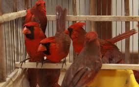 Asegura la PROFEPA aves canoras y pieles en Michoacan ...