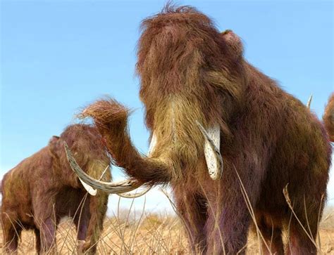 Así desaparecieron los últimos mamuts que habitaron nuestro planeta ...