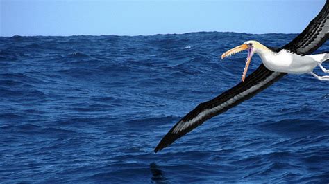 Así eran las aves gigantes que surcaban los océanos australes hace 50 ...
