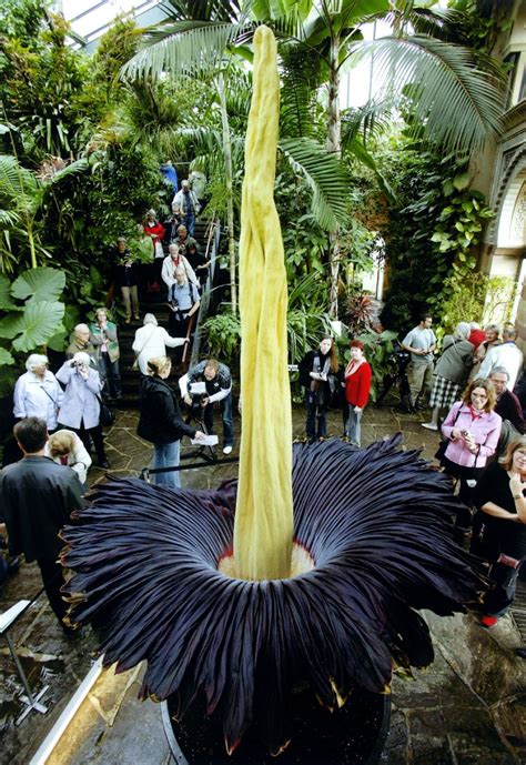 Así es la flor más grande del mundo. ¿Adivina a qué huele ...