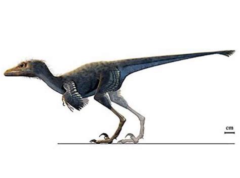 Así evolucionaron las aves tras la extinción de los dinosaurios