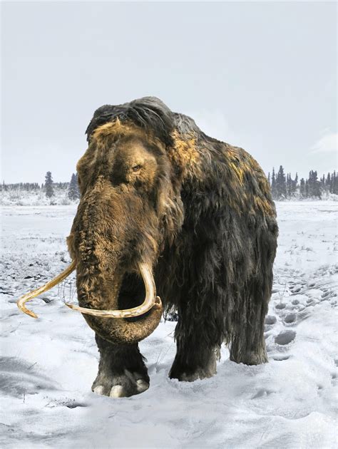 Así fueron los desesperantes últimos días de los mamuts | La Opinión