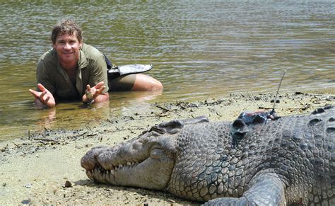 Así murió Steve Irwin el  cazador de cocodrilos  | Periódico El 5inco