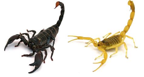 Así pican los escorpiones más venenosos del planeta