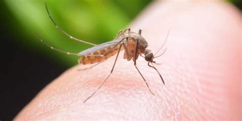 Así podrás ser invisible para los mosquitos; biólogos ...