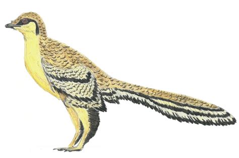 Así surgieron las primeras aves a partir de los dinosaurios con plumas
