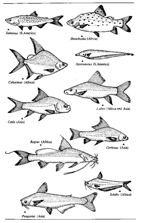 #asínosgobiernan: Identificación de filetes de peces redondos