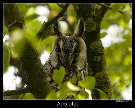 Asio Otus Foto % Immagini| animali, uccelli allo stato libero, animali ...