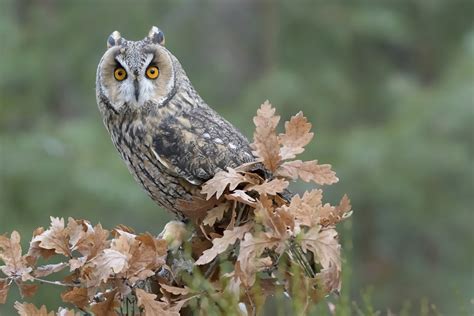 Asio otus   Galéria | Fotoma.sk