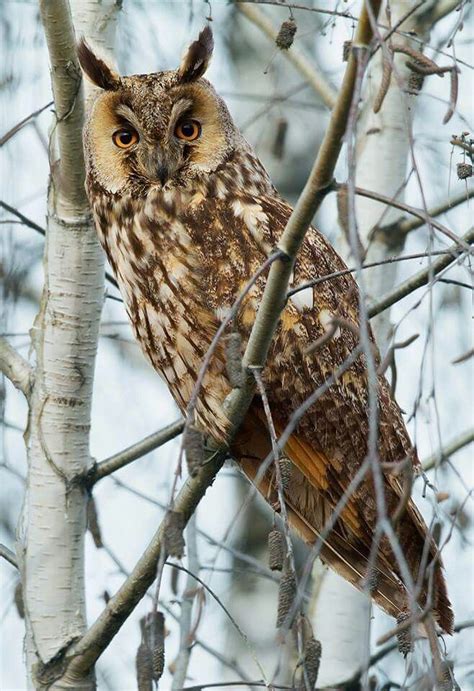 Asio otus owl | Owl eyes, Long eared owl, Owl