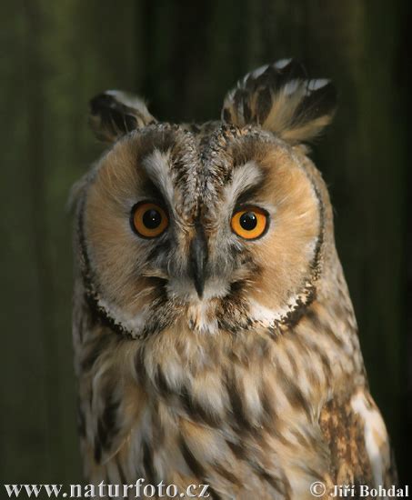 Asio otus Pictures, Long eared Owl Images, Nature Wildlife Photos ...