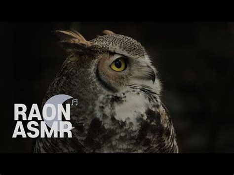 [ASMR]  Owl Sounds | Sonido del Búho | Som da Coruja | Son de Chouette ...