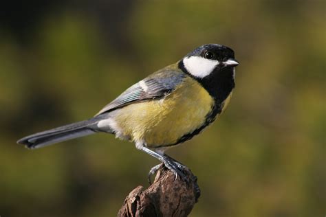 ASOCIACION CULTURAL NATURATECA: Aves de Ateca: Carbonero común