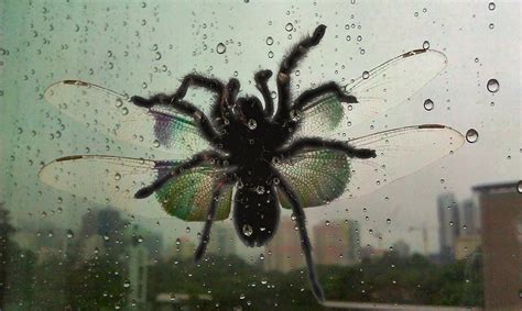 ASOMBROSO: Una araña que vuela