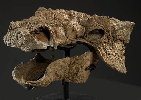 Asombrosos fósiles de dinosaurio acorazado con la cola en forma de garrote