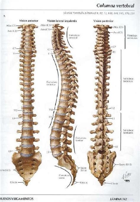 ASOTERCI   CASC: Columna Vertebral | Anatomia humana ...