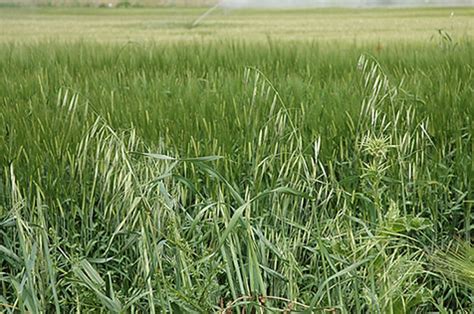 Aspectos prácticos de la aplicación de herbicidas en cereales