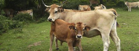Asturias actualiza su tecnología para el desarrollo de razas bovinas
