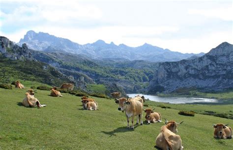 Asturias destinará cuatro de cada cinco euros de Desarrollo Rural a los ...