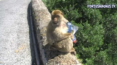 Ataque de Macacos Monos de Gibraltar monkeys attack   YouTube