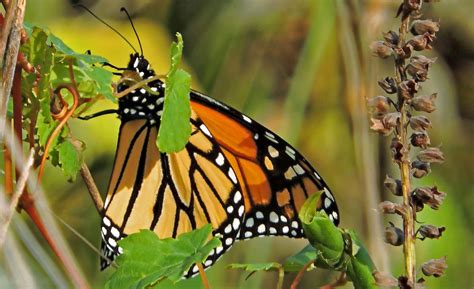 Atentos a la llegada de la mariposa Monarca | Secretaría ...