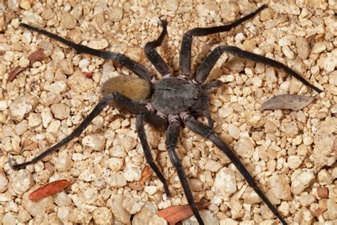 Aterrador: Descubren en México una nueva especie de araña ...
