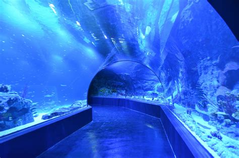 Atlantis Aquarium   Ahorra comprando tus entradas con ...