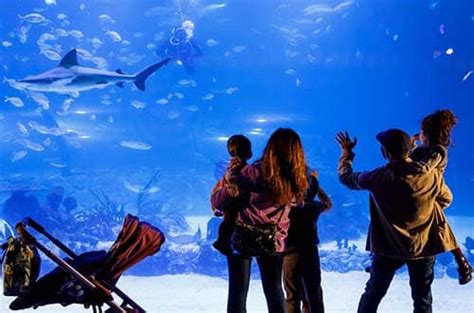 Atlantis Aquarium: Descuento y Novedades – Madrid Happy People