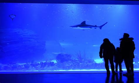 Atlantis Aquarium Madrid: Horarios, Precios, Entradas