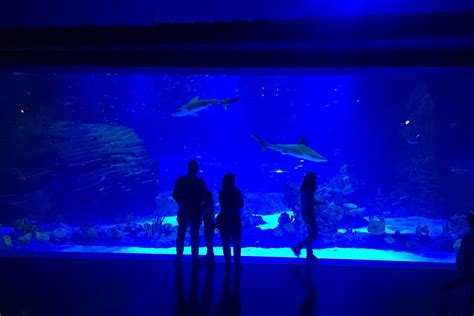 Atlantis Aquarium – MAX FRANK