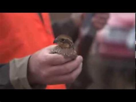 Atrapa Un Pájaro Con la Mano [Hazaña]   YouTube