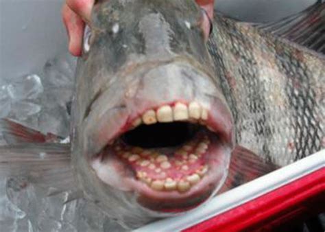 Atraparon en Carolina del Norte un pescado con dientes enormes y ...