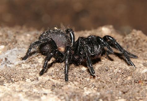 Atrax Robustus, la araña más venenosa del mundo  Miedo Inside