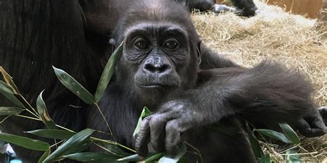 Attention Grabbing Apes: Studying Gorilla and Orangutan ...